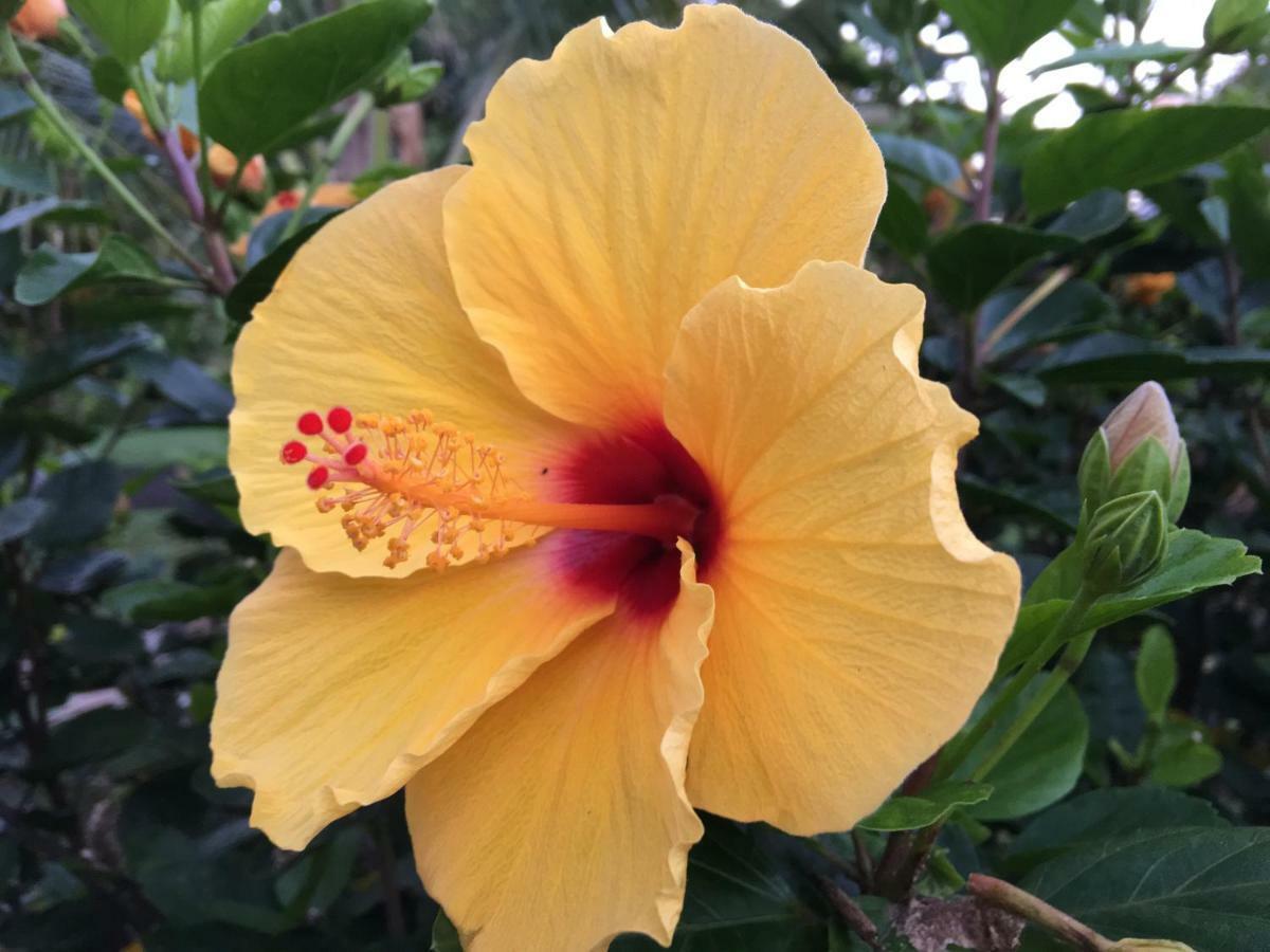 Mediteranean Style Ohana Rental / Garden Bungalow In Pahoa Honolulu Landing Экстерьер фото